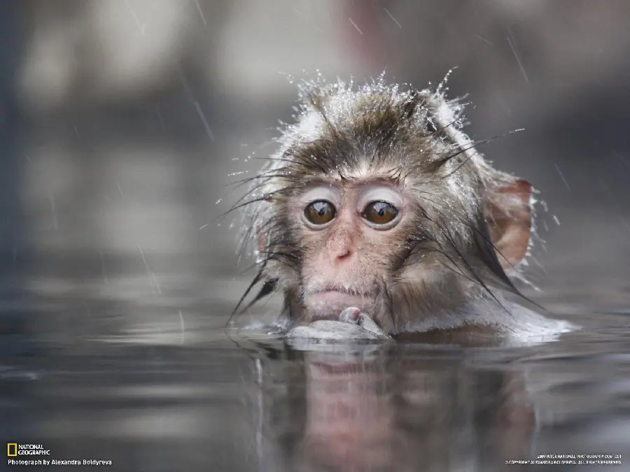 Baby Monkey Wallpaper in the River
