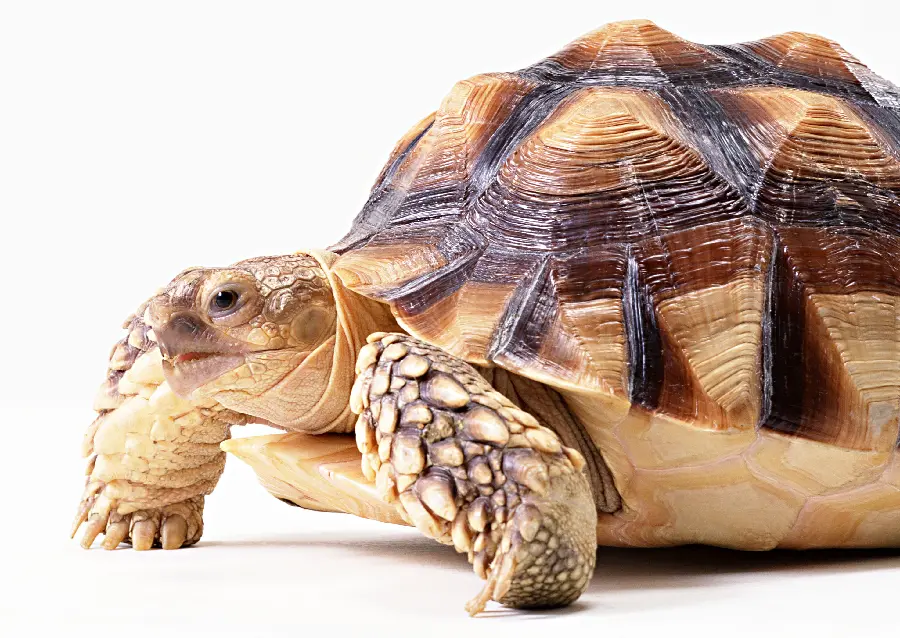 High quality large turtle photo