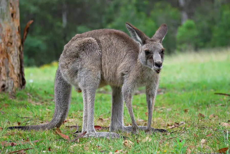 Australian animals Kangaroo real high quality HD photo