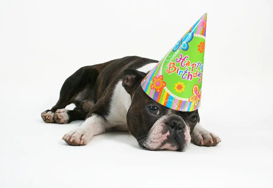 Dog birthday photo in studio