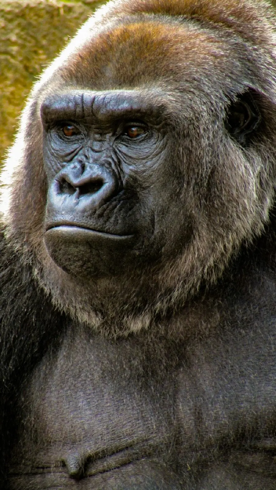 Download High Quality Photo of Real Black Gorilla