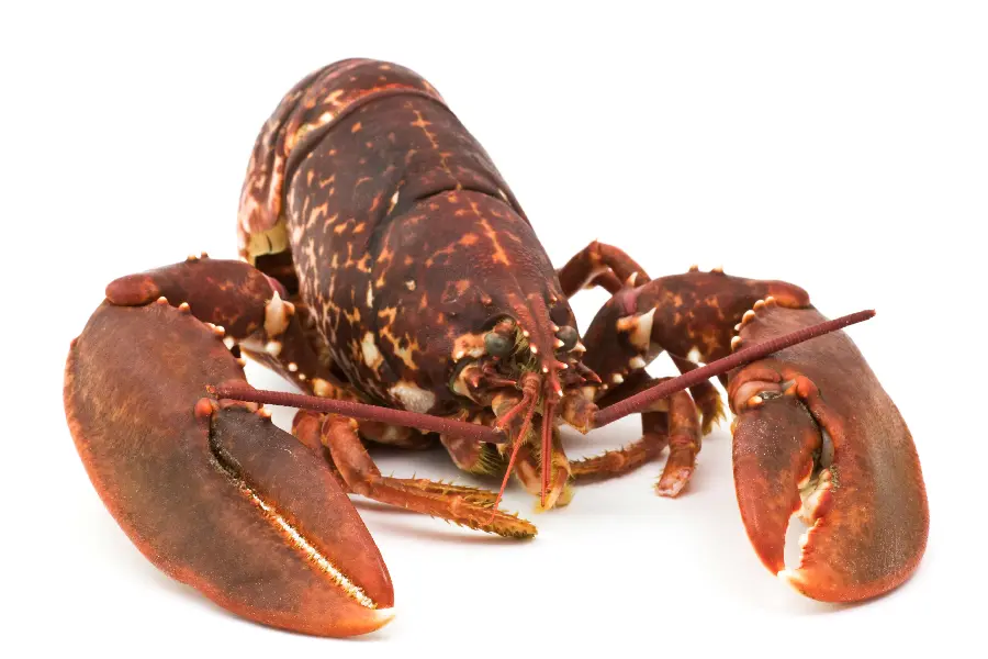 Crab Studio Photo