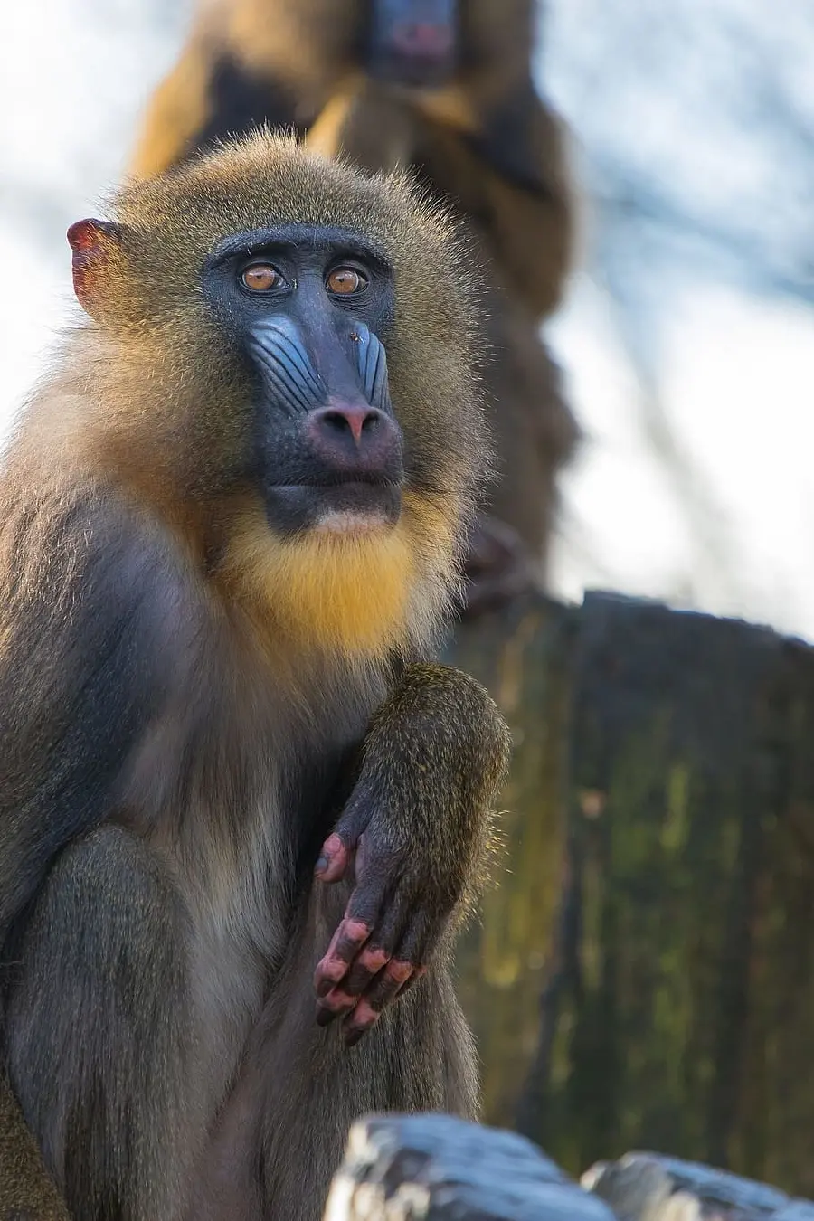 Real Gray Mandrill in Nature
