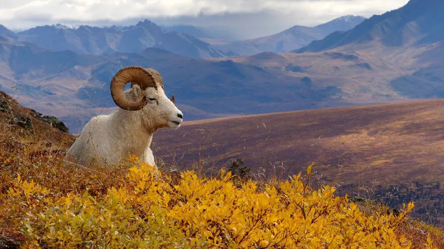 White horned sheep background