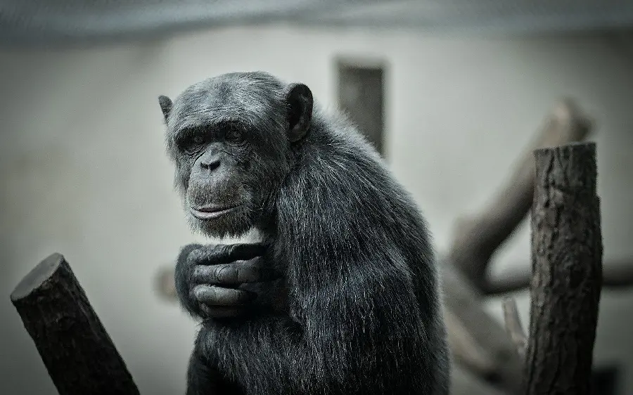 Black and white chimpanzee image for download