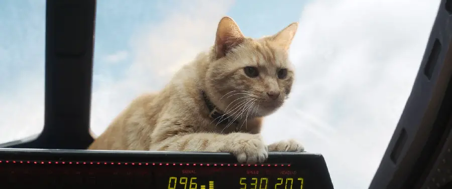 Captain Marvel Goose