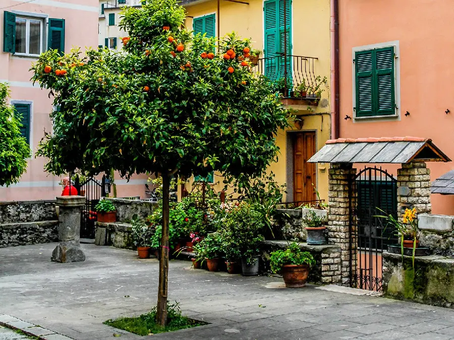 Photo of orange tree in the middle of the city and Italian street