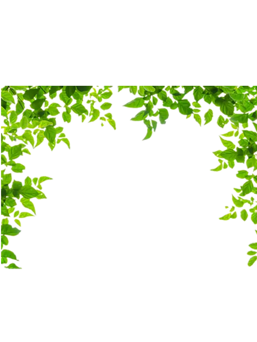Instagram template wallpaper in the form of green leaves