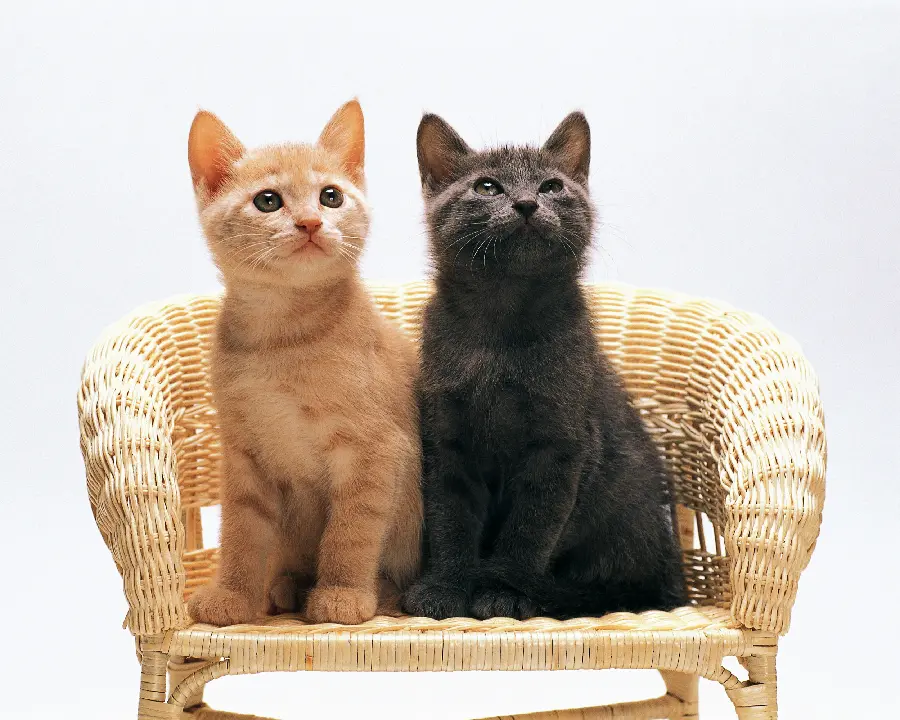Pets of Dogs and Cats