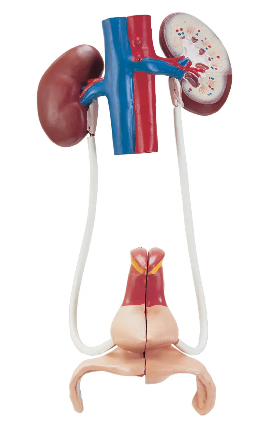 Photo of kidney and urinary tract organ mold on white background