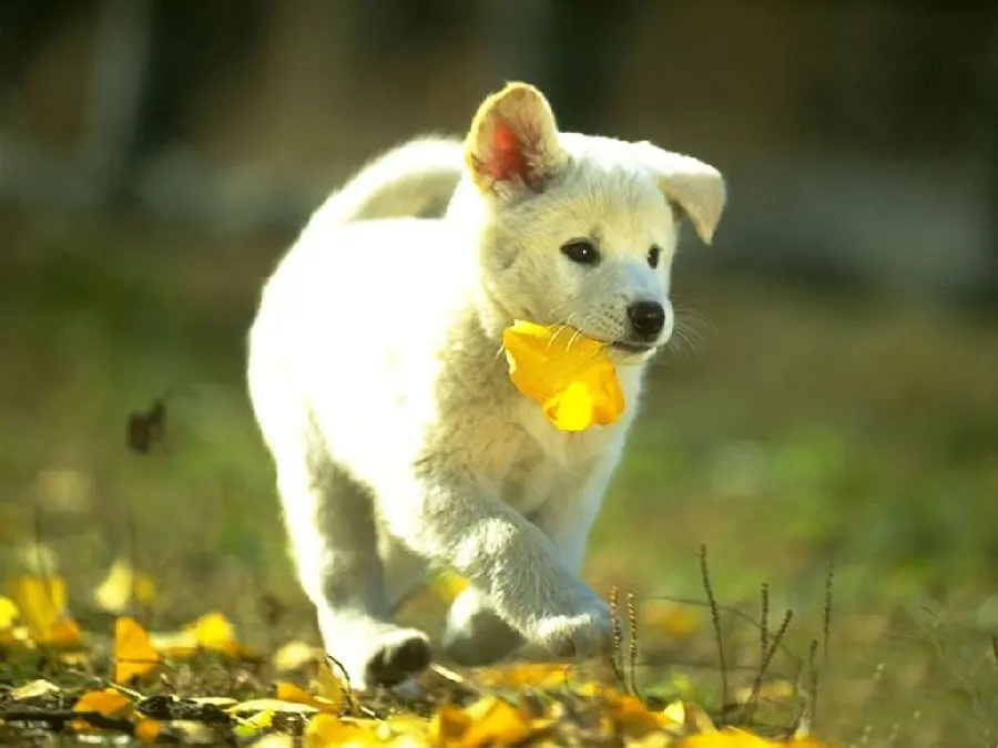 Australian Animals Cute Dogs