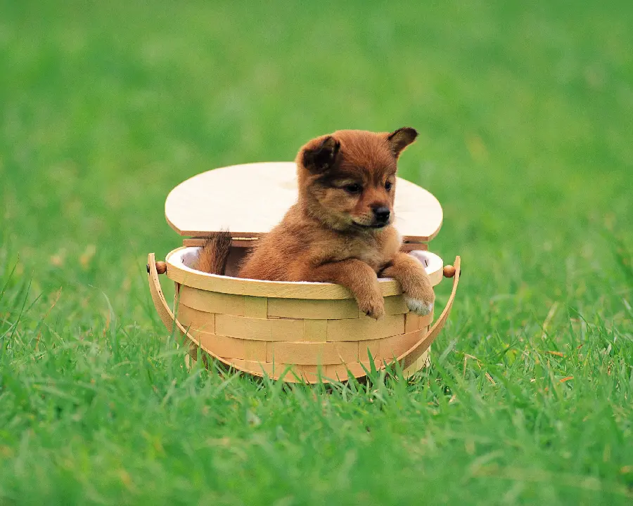 Fun pets funny reactions of animals and dogs