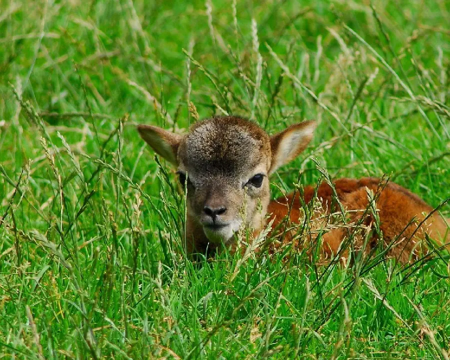 Download Baby Deer Photo in the Meadow
