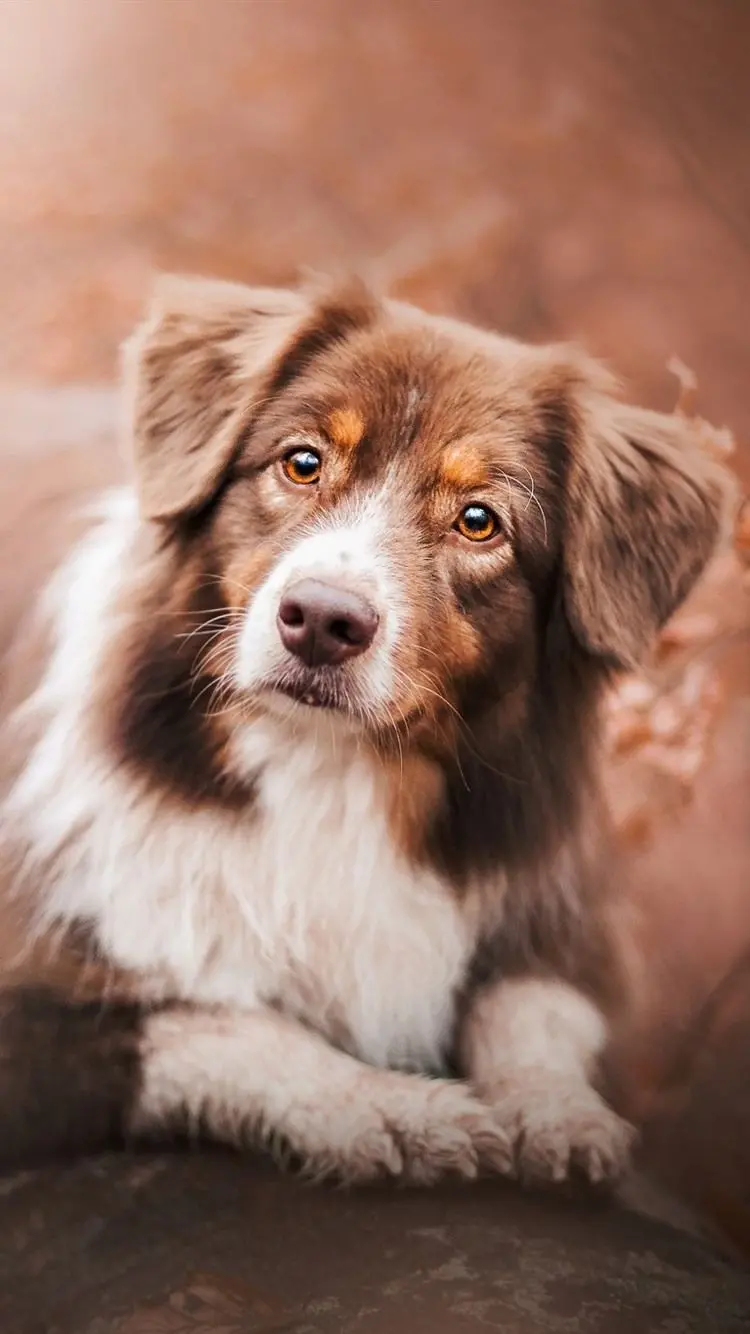 Download Australian Shepherd mobile wallpaper