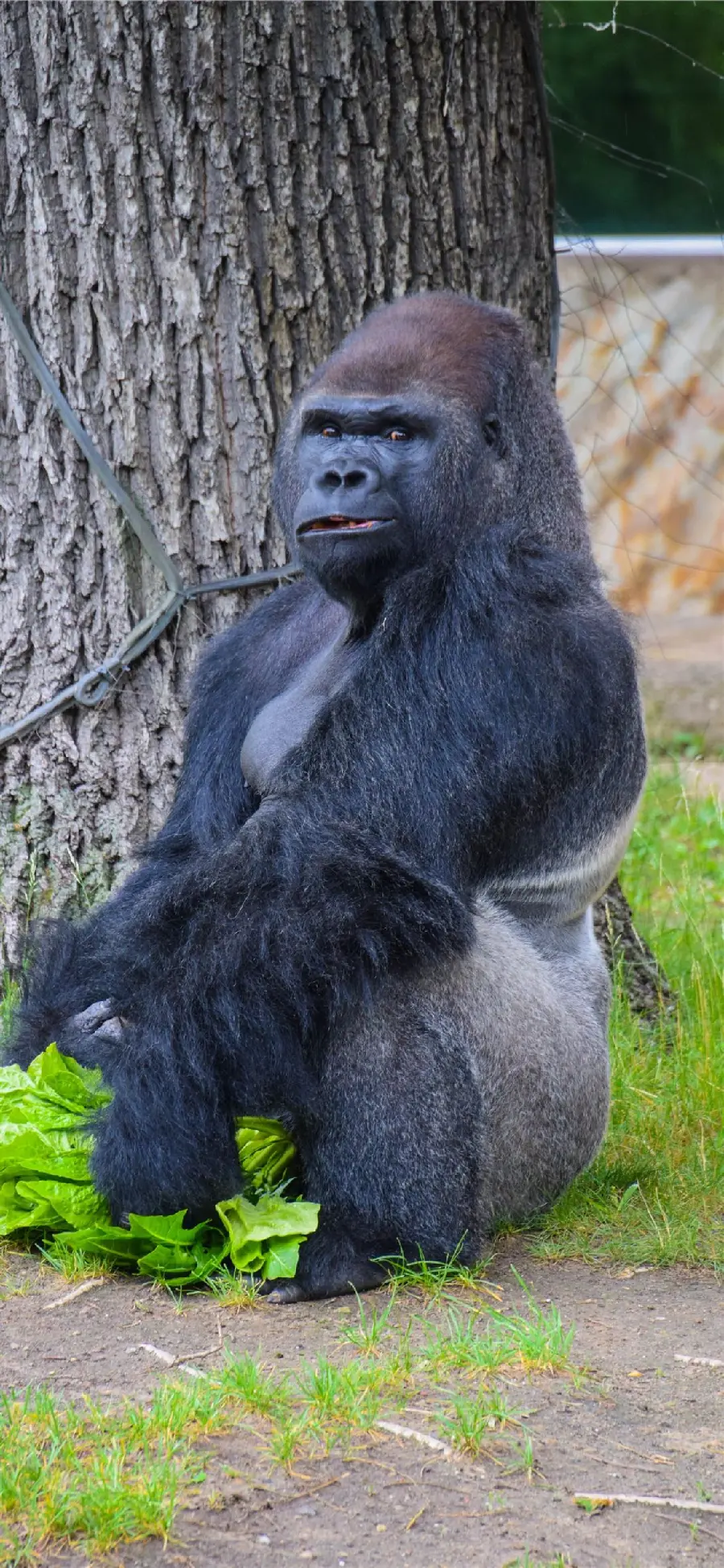 Download image of big silverback gorilla inside zoo