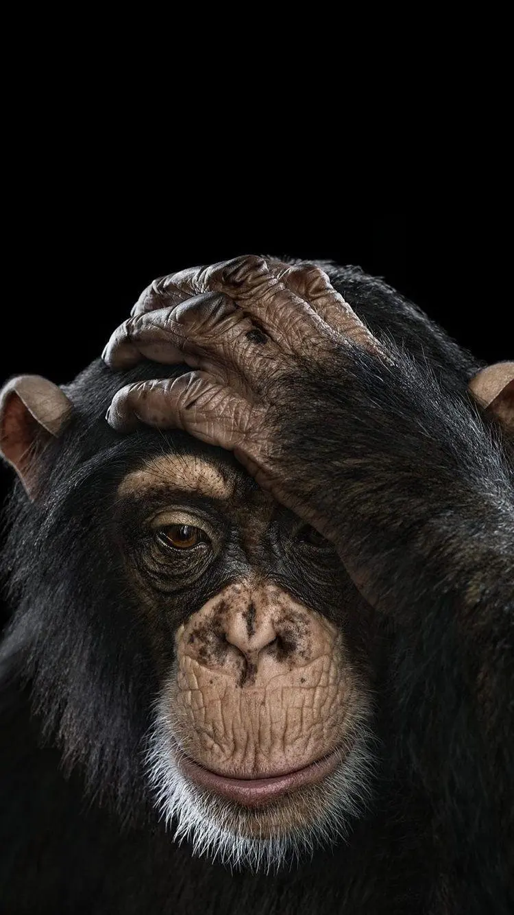 Funny Chimpanzee Pictures for Free Download in Full HD Quality