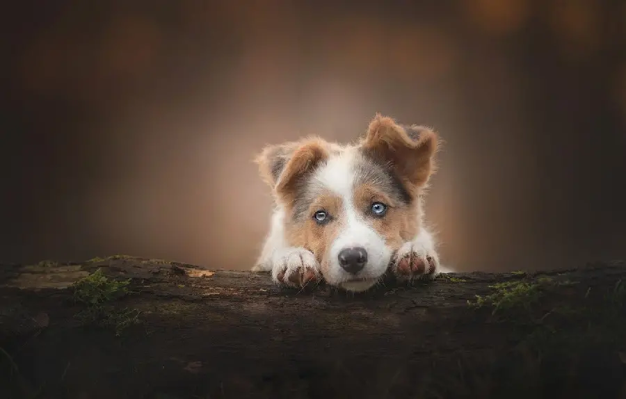 Australian Shepherd Dog Profile Picture