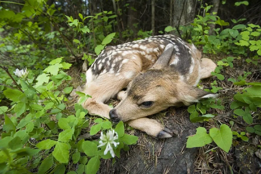 Cute Sleeping Deer Wallpaper
