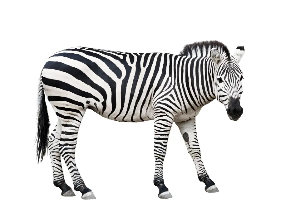 Zebra Studio Photo
