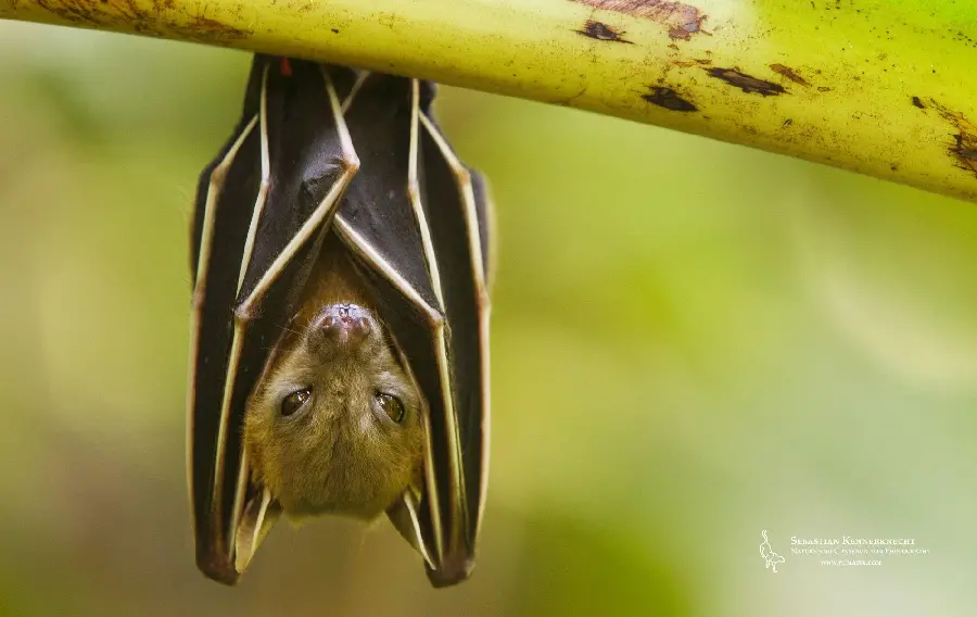 Bat Photo in the Forest