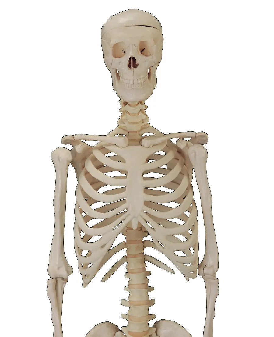 Human Skeleton Model Photos for Orthopedic Articles