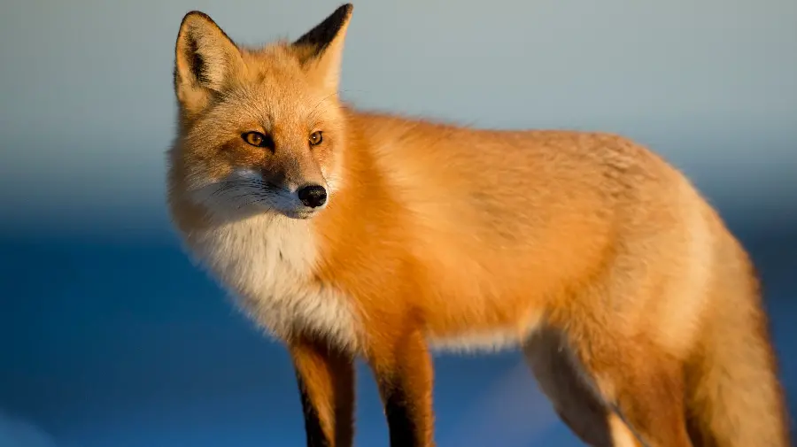 Beautiful and enjoyable background photo of a fox with a blurred and flowing background