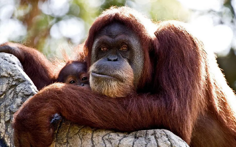 Smart Orangutan Photo in the Zoo