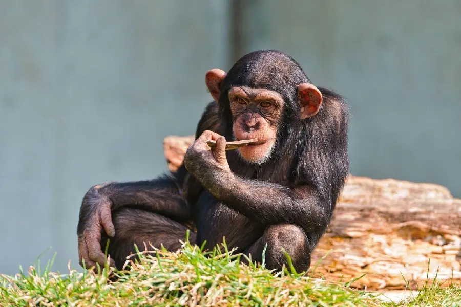Baby Monkey Photo in Zoo for Free Download