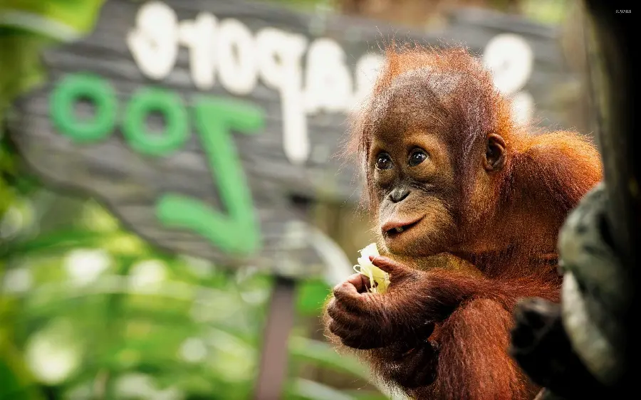 Download baby orangutan photo in the zoo