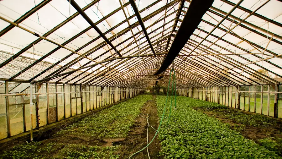 Photo of glass greenhouses