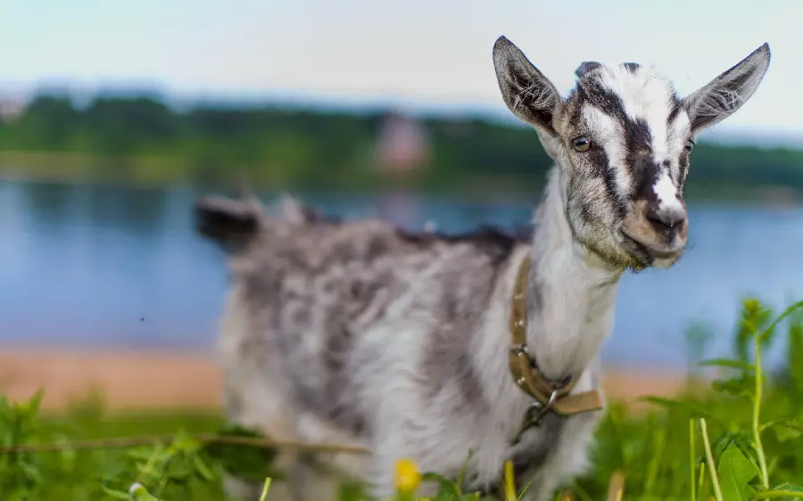 Cute and Funny Gray Goat