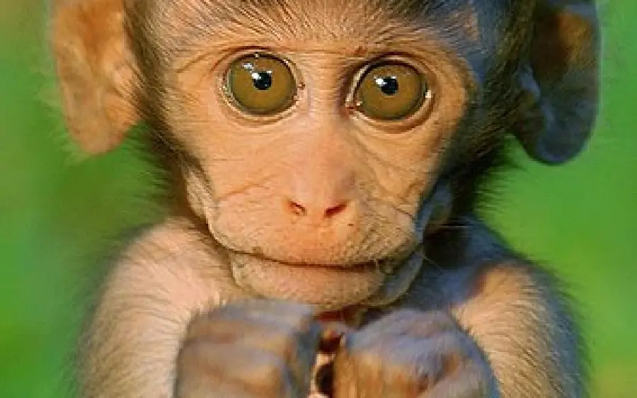 Beautiful wallpaper of a domestic monkey