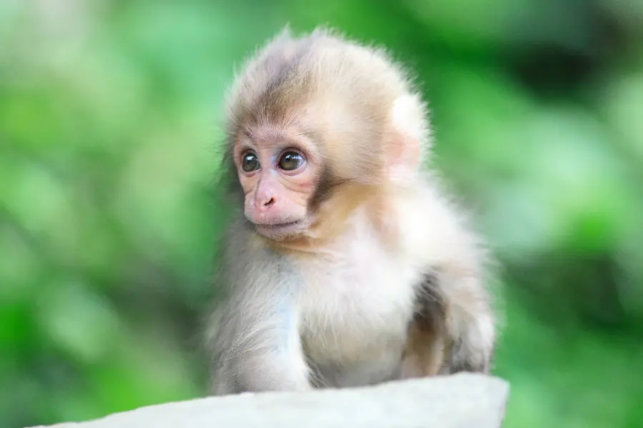 Picture of a baby monkey
