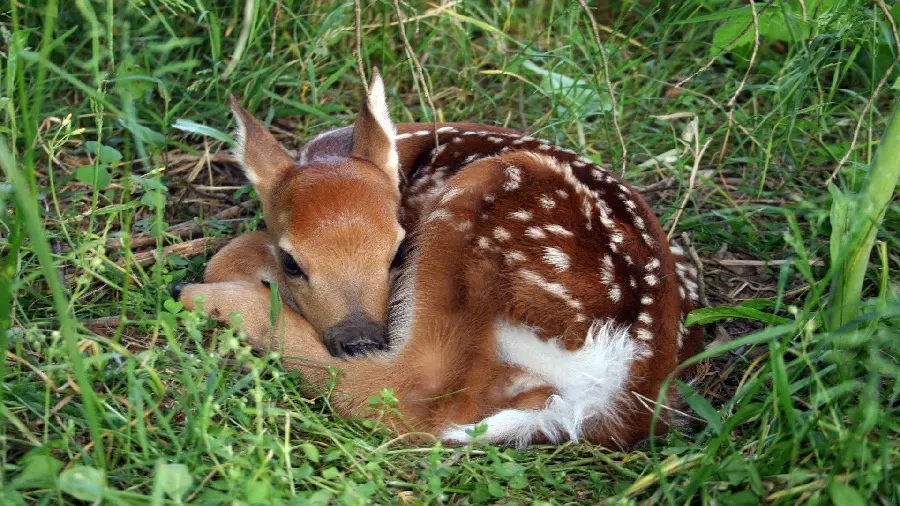 Cute and Funny Deer Sitting in Nature Picture for Profile