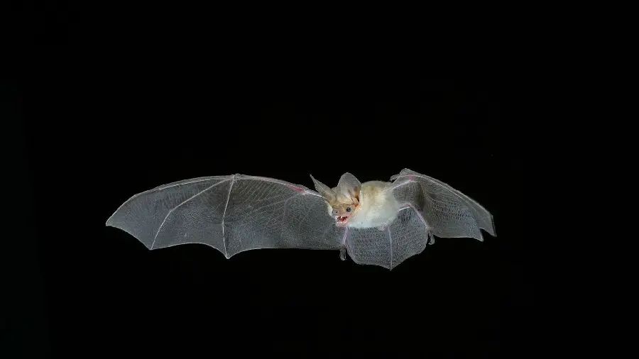 High Quality Photo of Bat