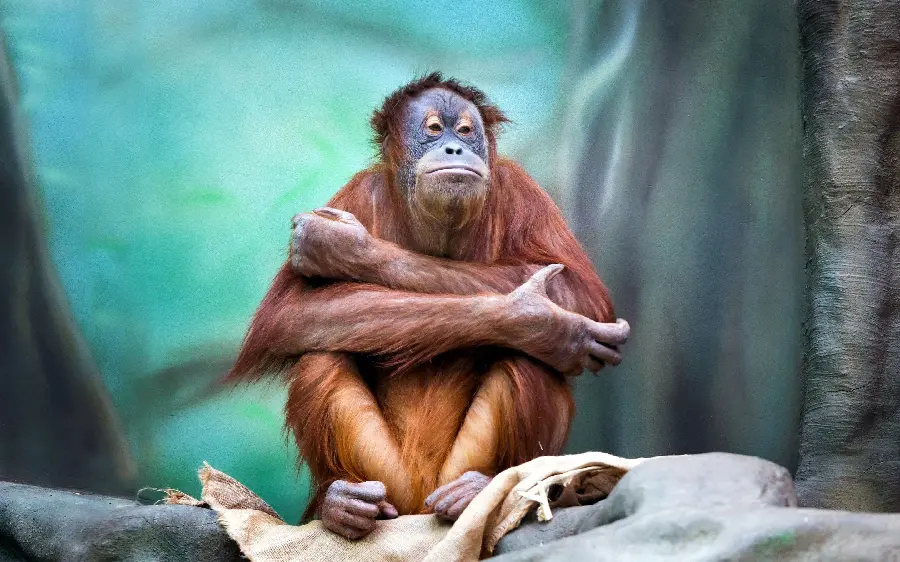 Funny Orangutan Picture for Wallpaper