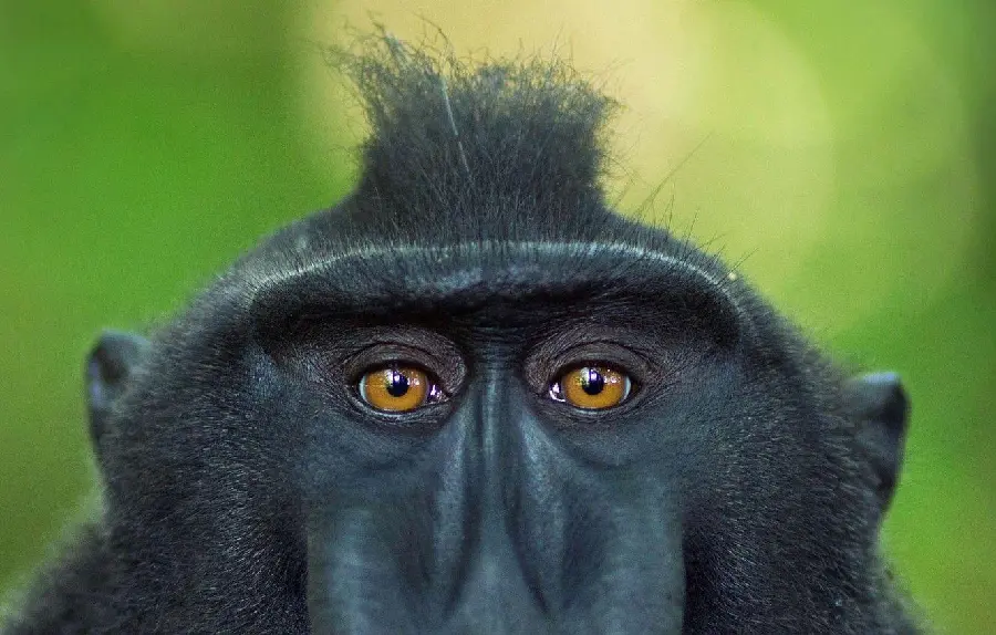 Black baboon photo with yellow eyes for wallpaper Windows