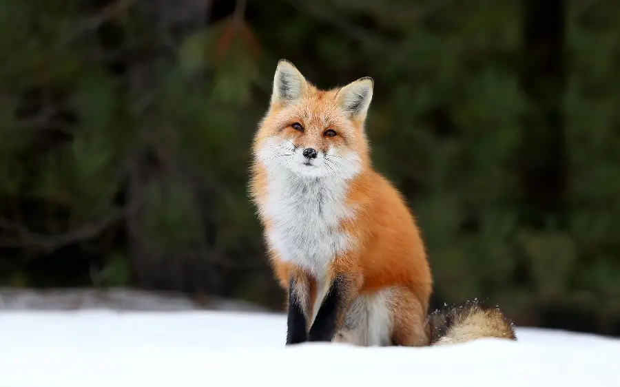Photo of a fox sitting in nature for a painting idea