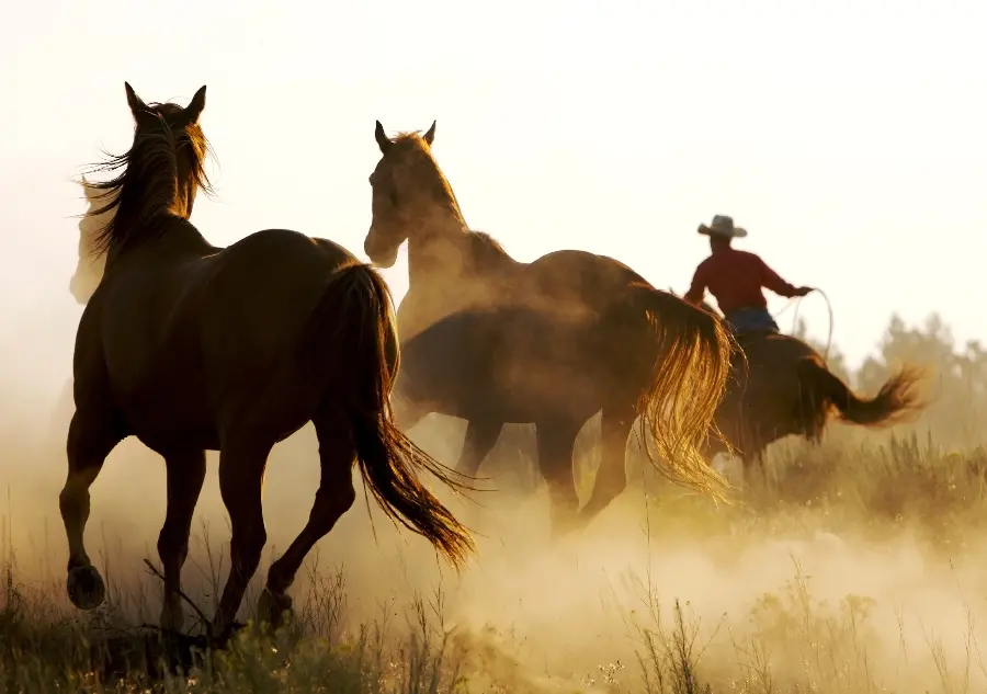 Herd of beautiful horses in wildlife documentary
