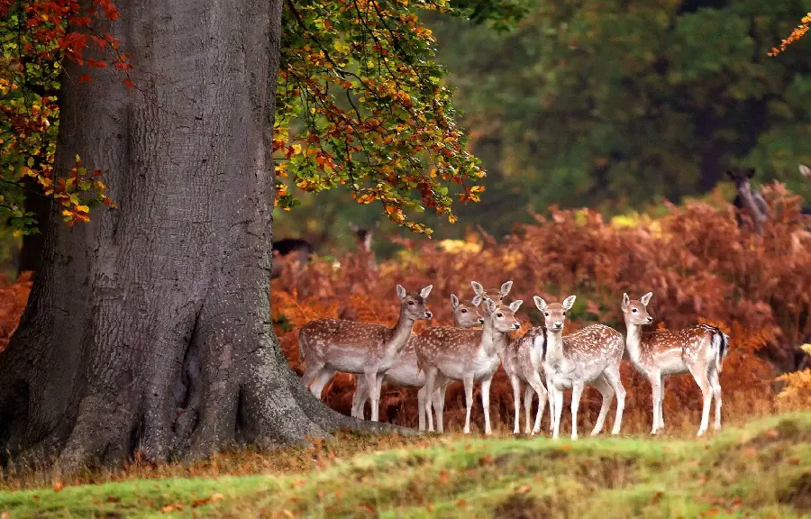 Amazing Image Of Beautiful And Cute Baby Deer By The Big Tree For Free Download