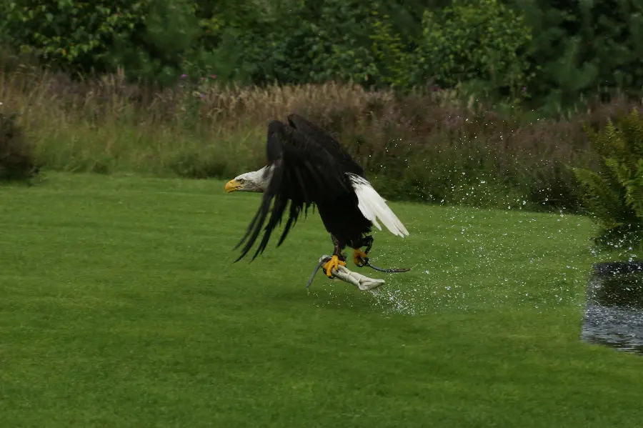 Big eagle in wildlife documentary