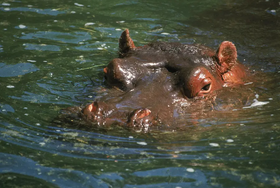 Hippopotamus Photo in Wildlife Documentary