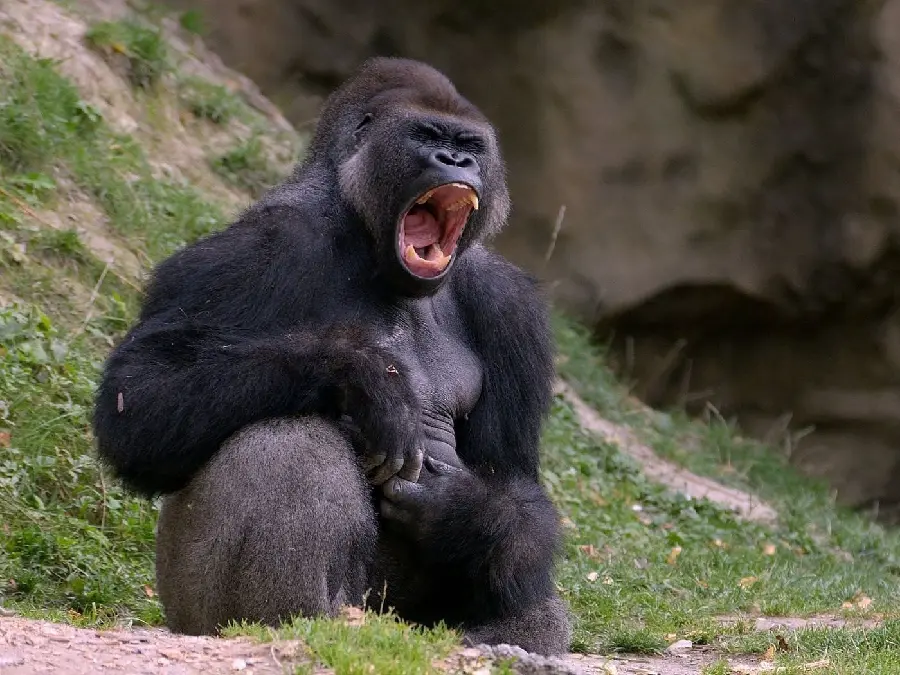 Real Angry Silverback Gorilla