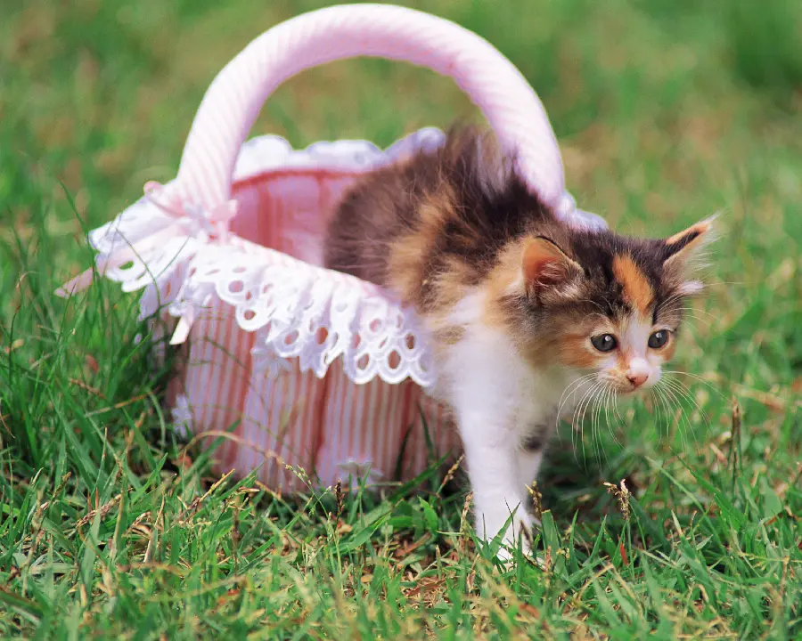 Dog and Cat Pets