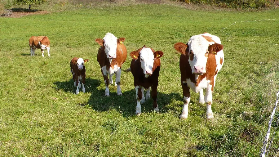 Wallpaper of 5 calves in the green grass