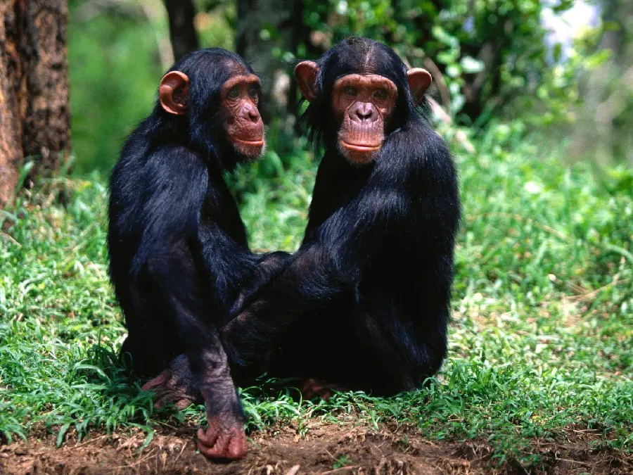 High quality photo of two chimpanzee friends together