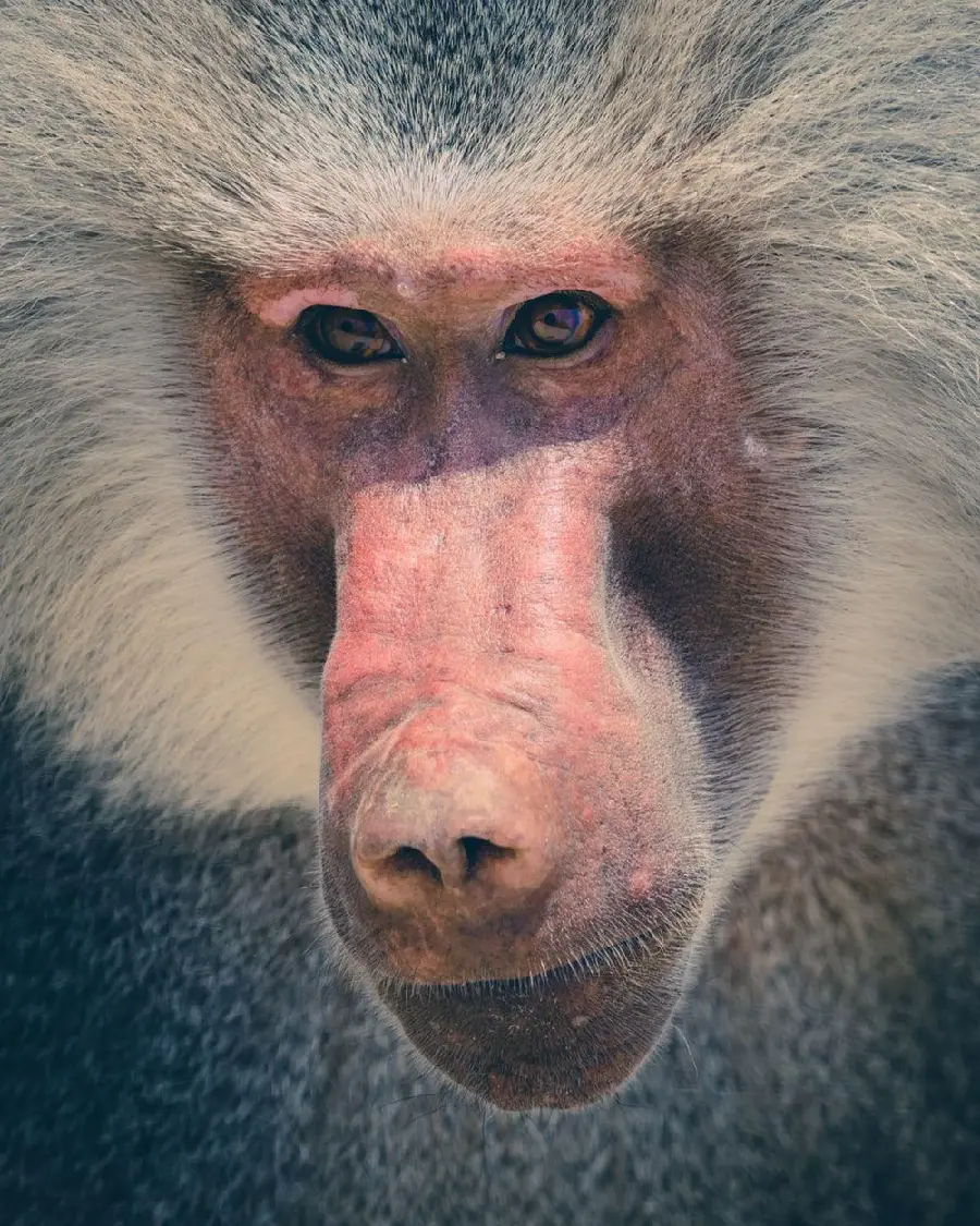 Real face wallpaper of a baboon up close