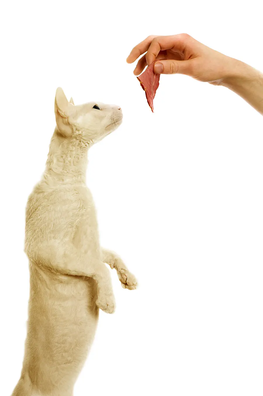 Download a variety of beautiful and interesting pictures of cats from Johor