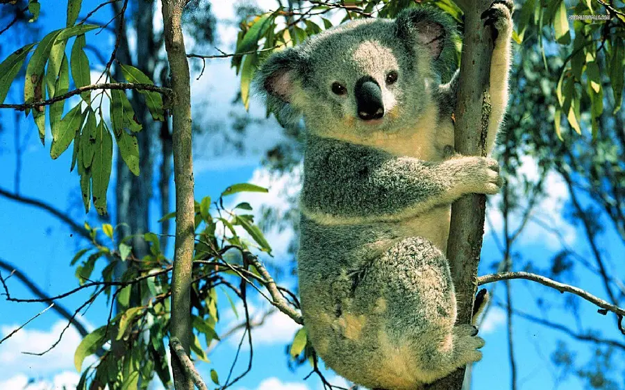 Koala Australian Animals Photo