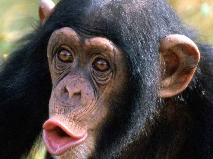 Shapanzee Profile Photo with Open Mouth in 4K Quality